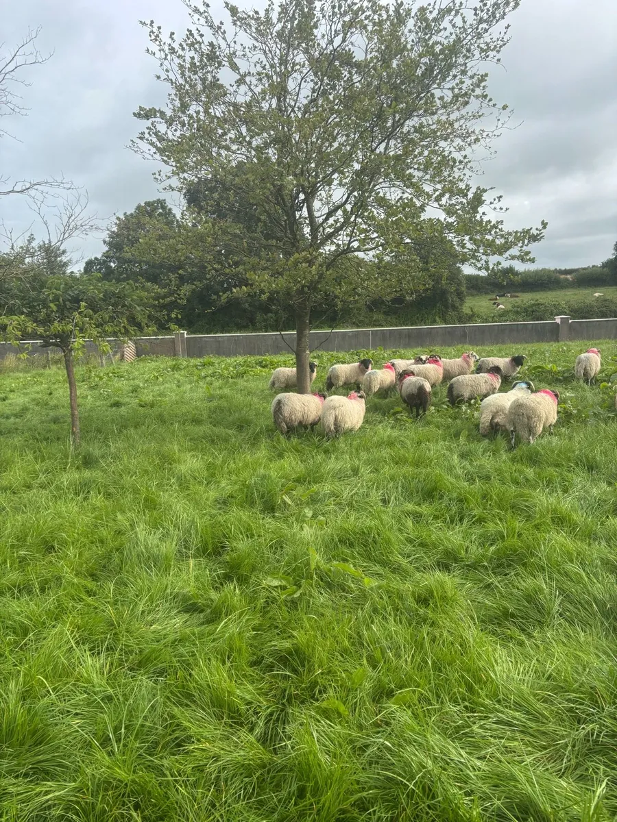 Ram Lambs for sale - Image 3