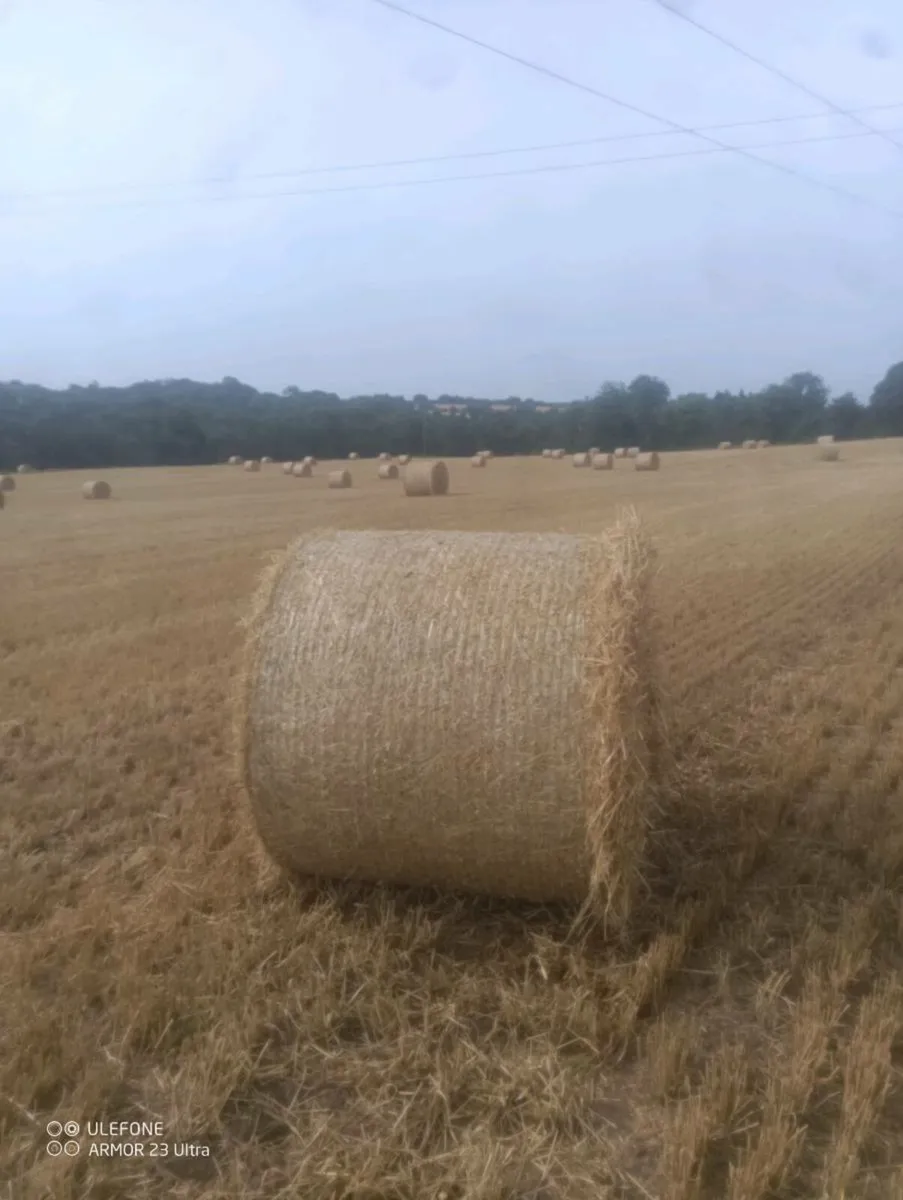 Barley Straw