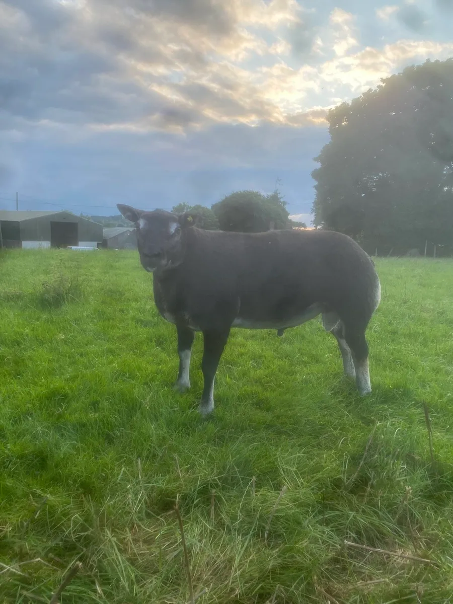 Badgerface blue texels gimmers - Image 1