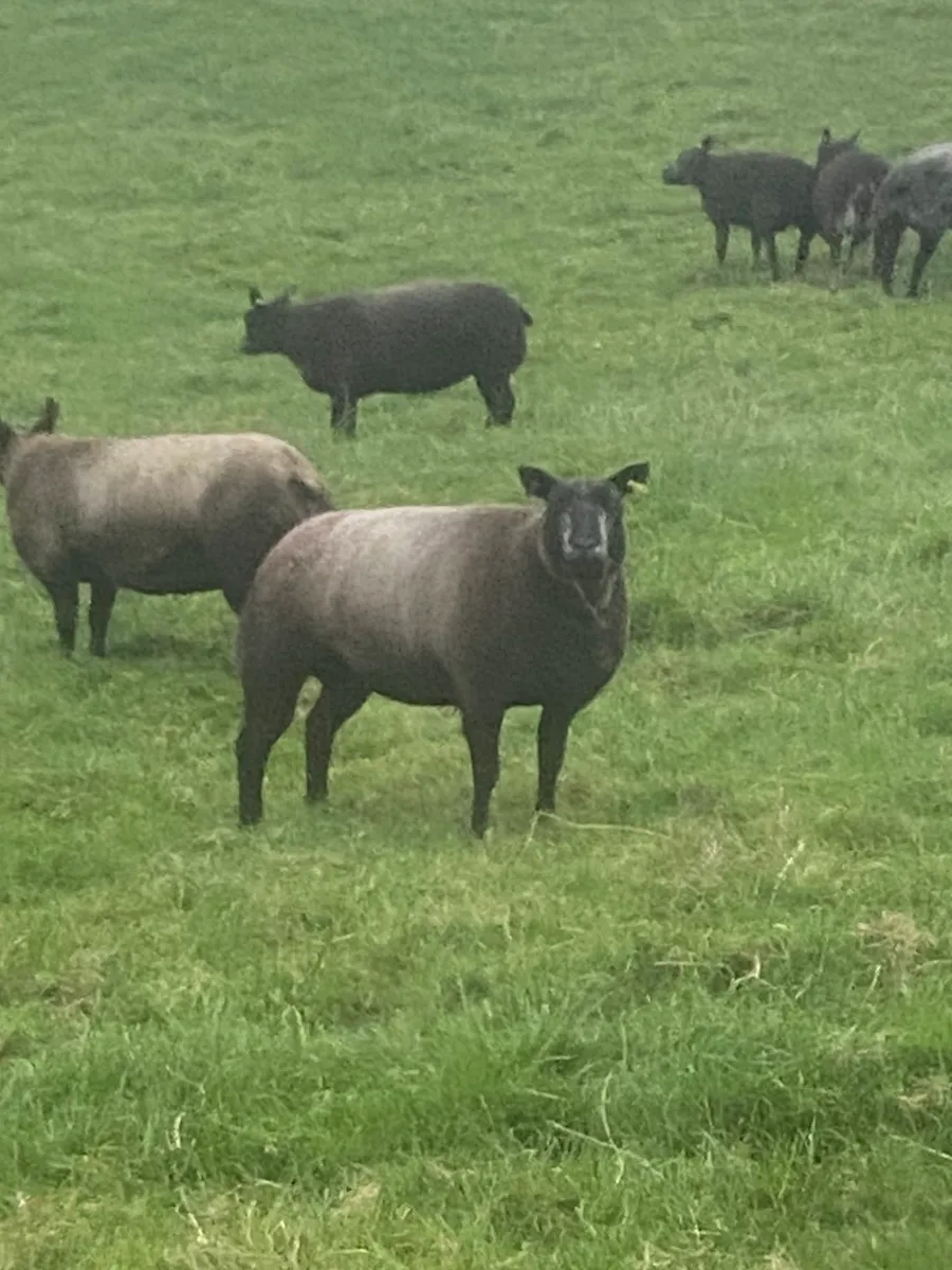 Badgerface blue texels gimmers - Image 2