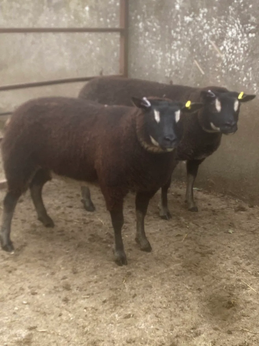 Badgerface blue texels gimmers - Image 3