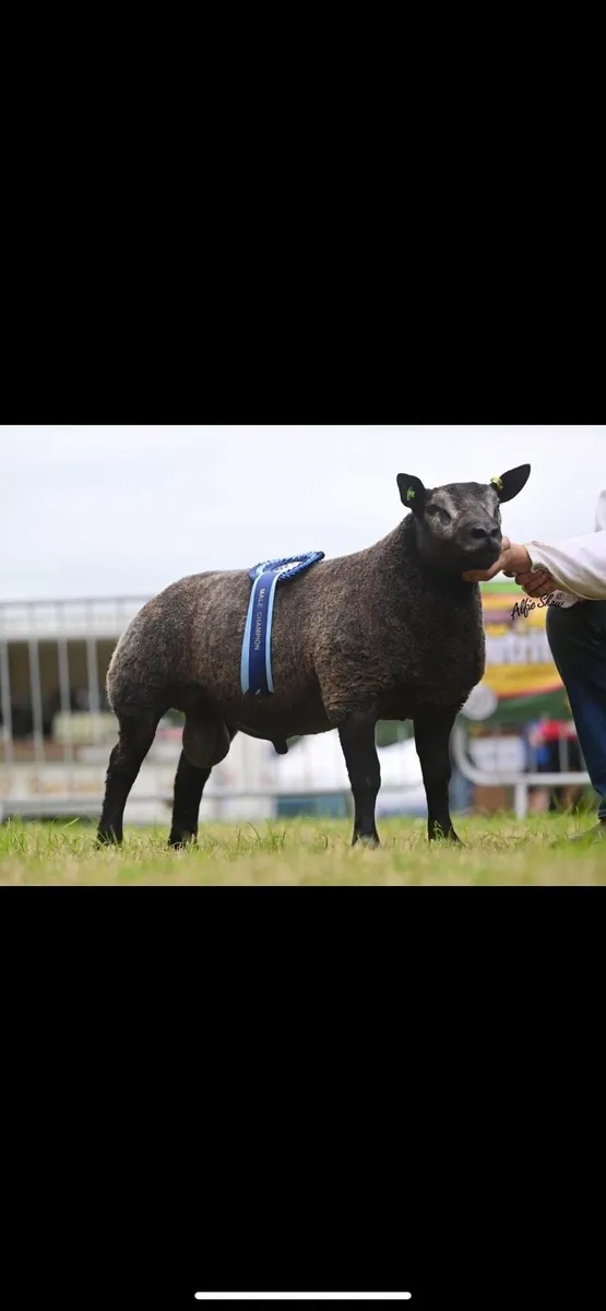 Badgerface blue texels gimmers - Image 4