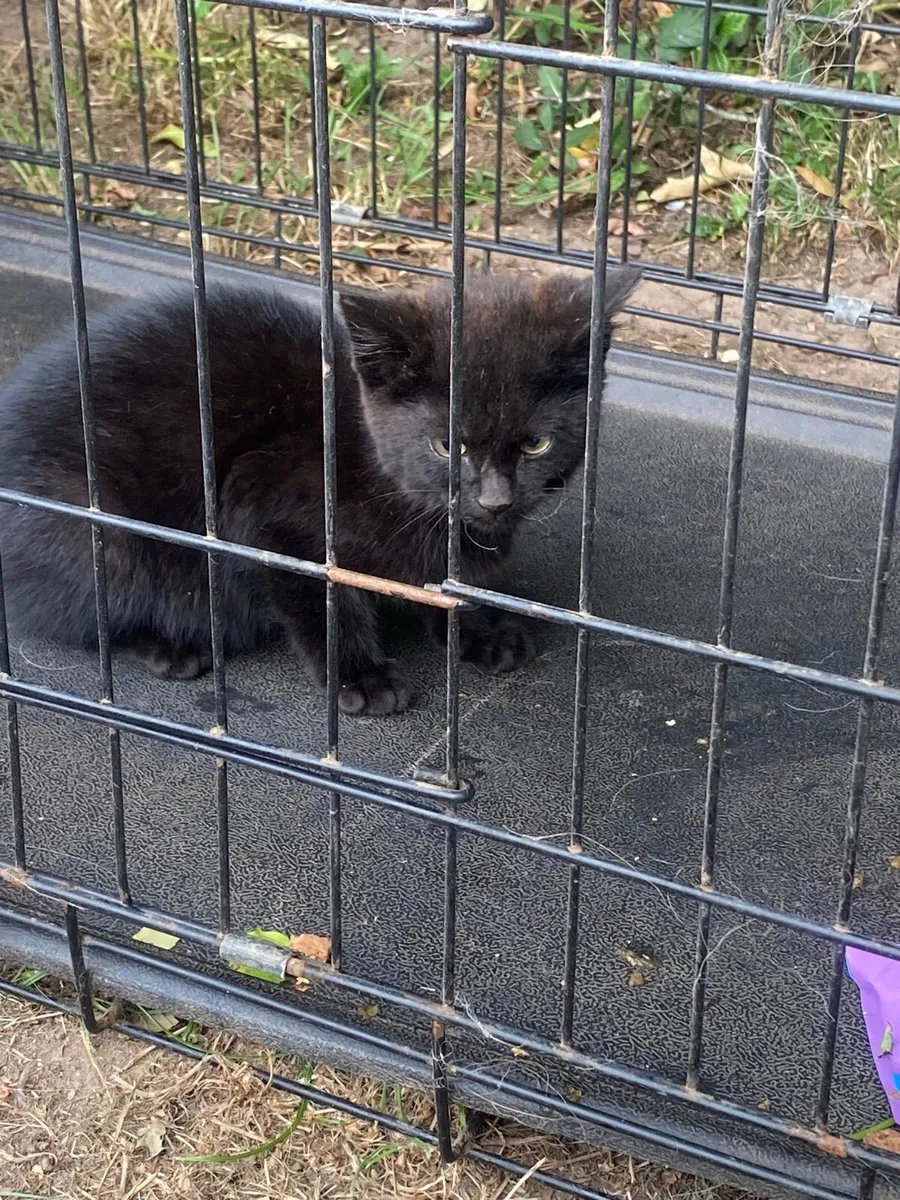 Black cat - Image 1