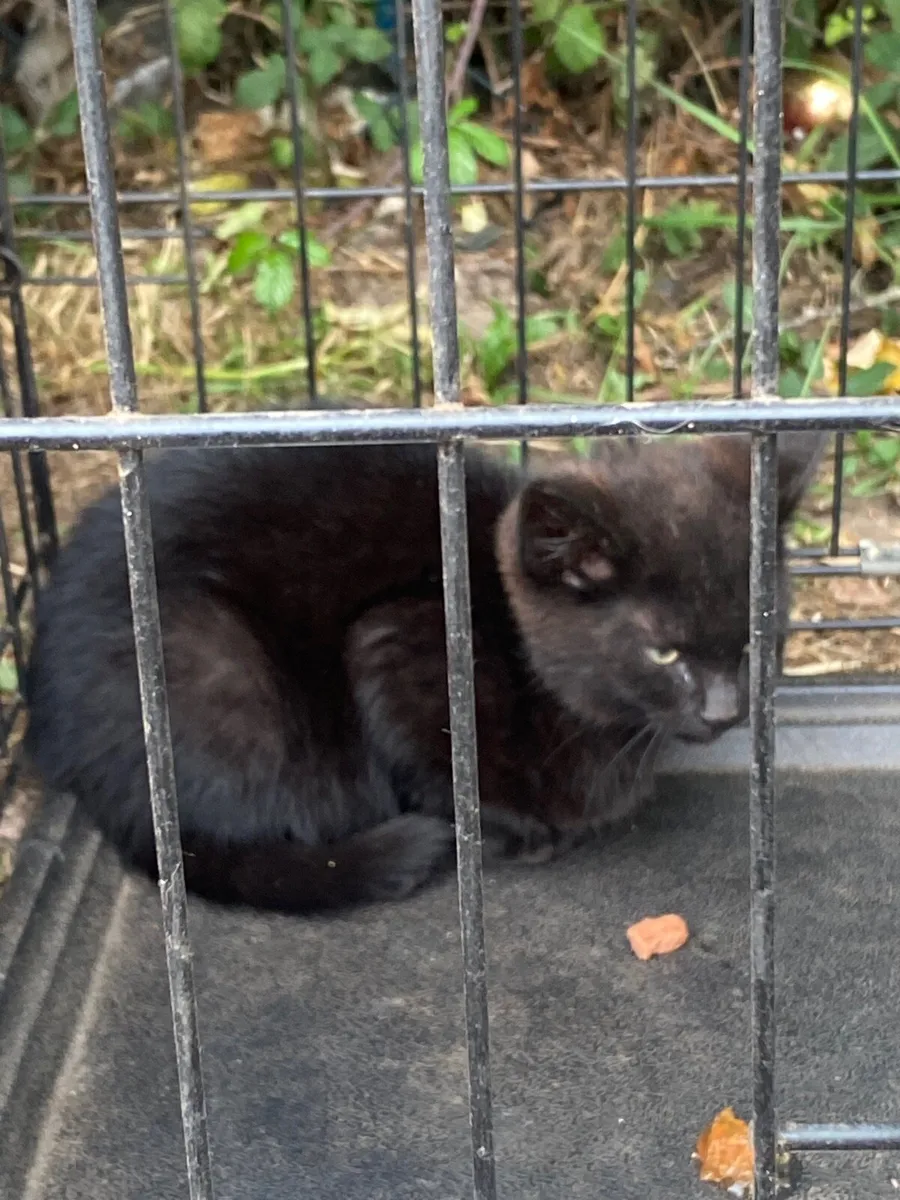 Black cat - Image 2