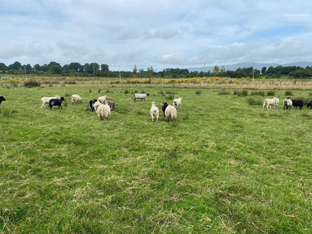 Sheep - Image 1