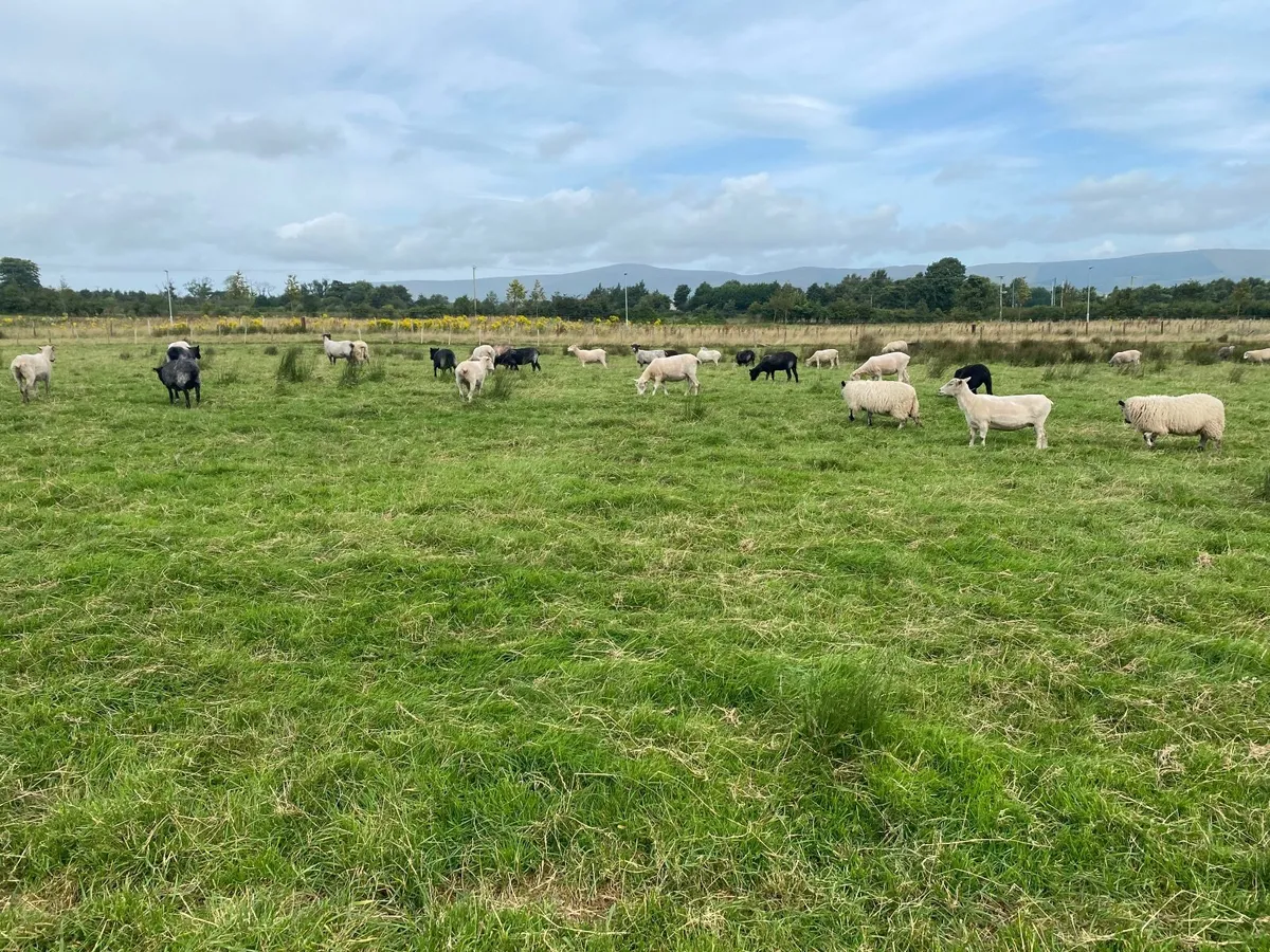 Sheep - Image 2