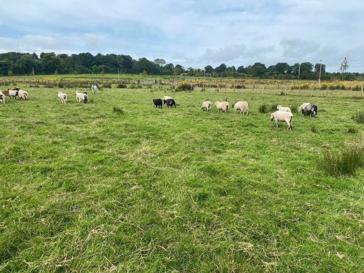 Sheep - Image 3
