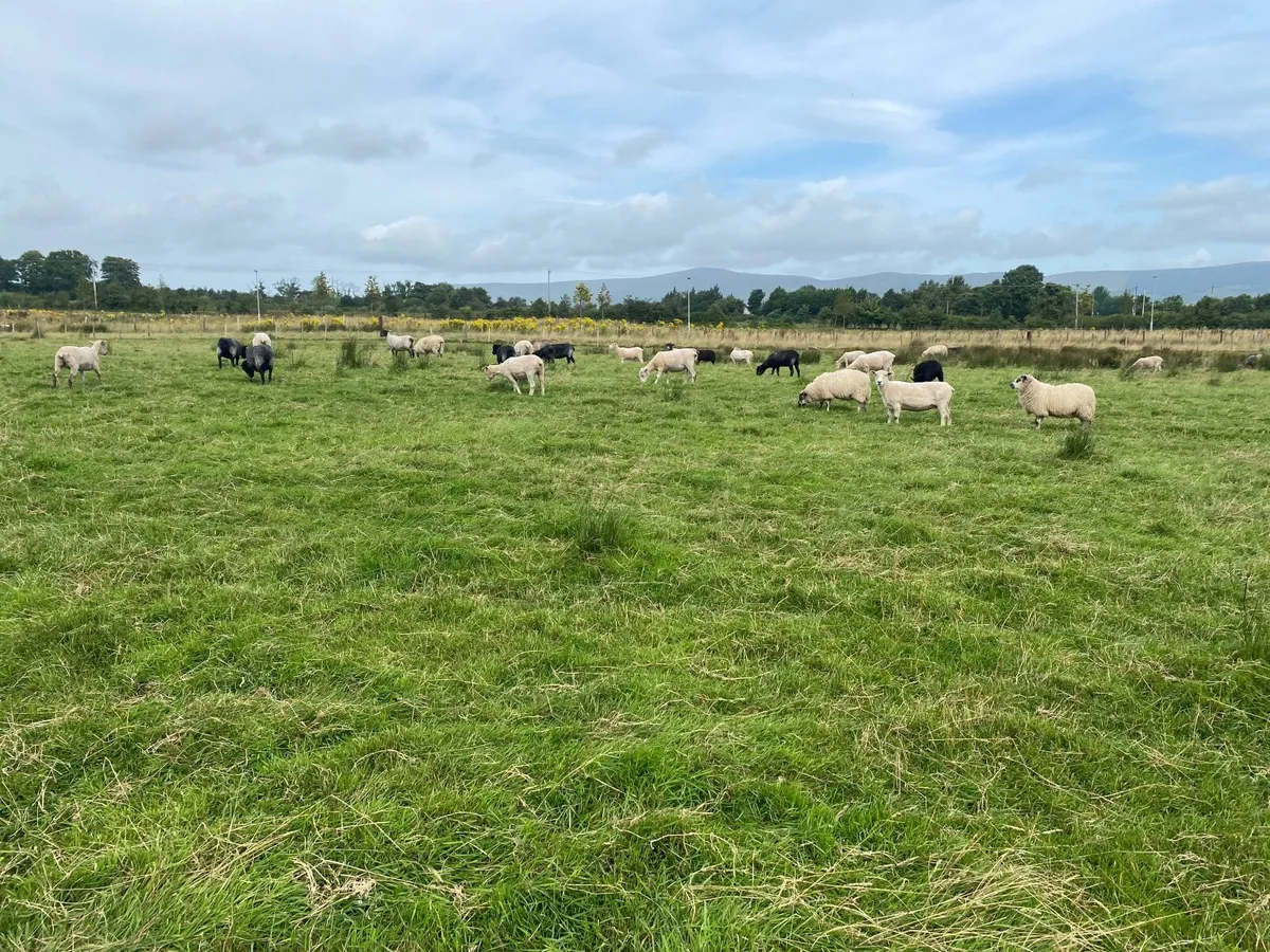 Sheep - Image 4