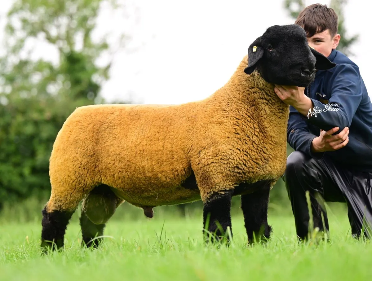 Suffolk Ram lamb - Image 1
