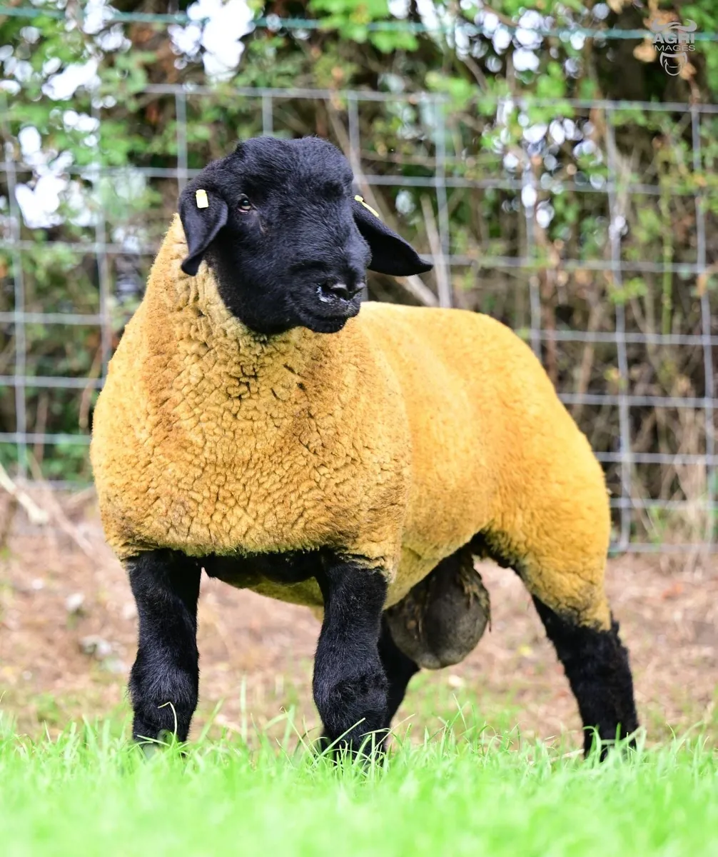 Suffolk Ram lamb - Image 2