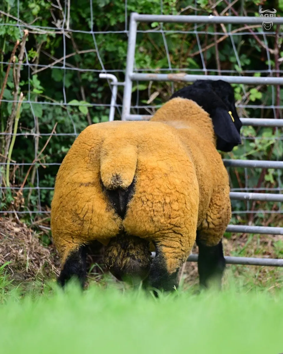 Suffolk Ram lamb - Image 3