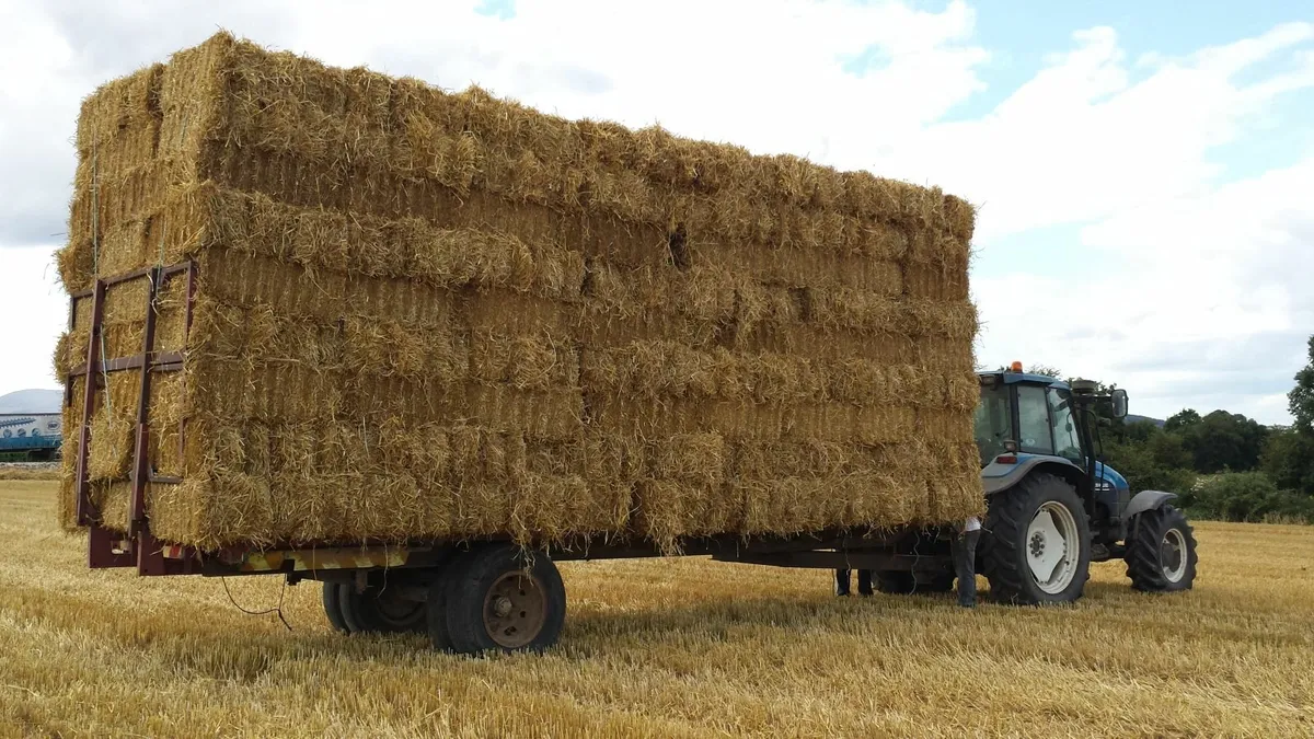 Small Square bales of Barley straw - Image 3