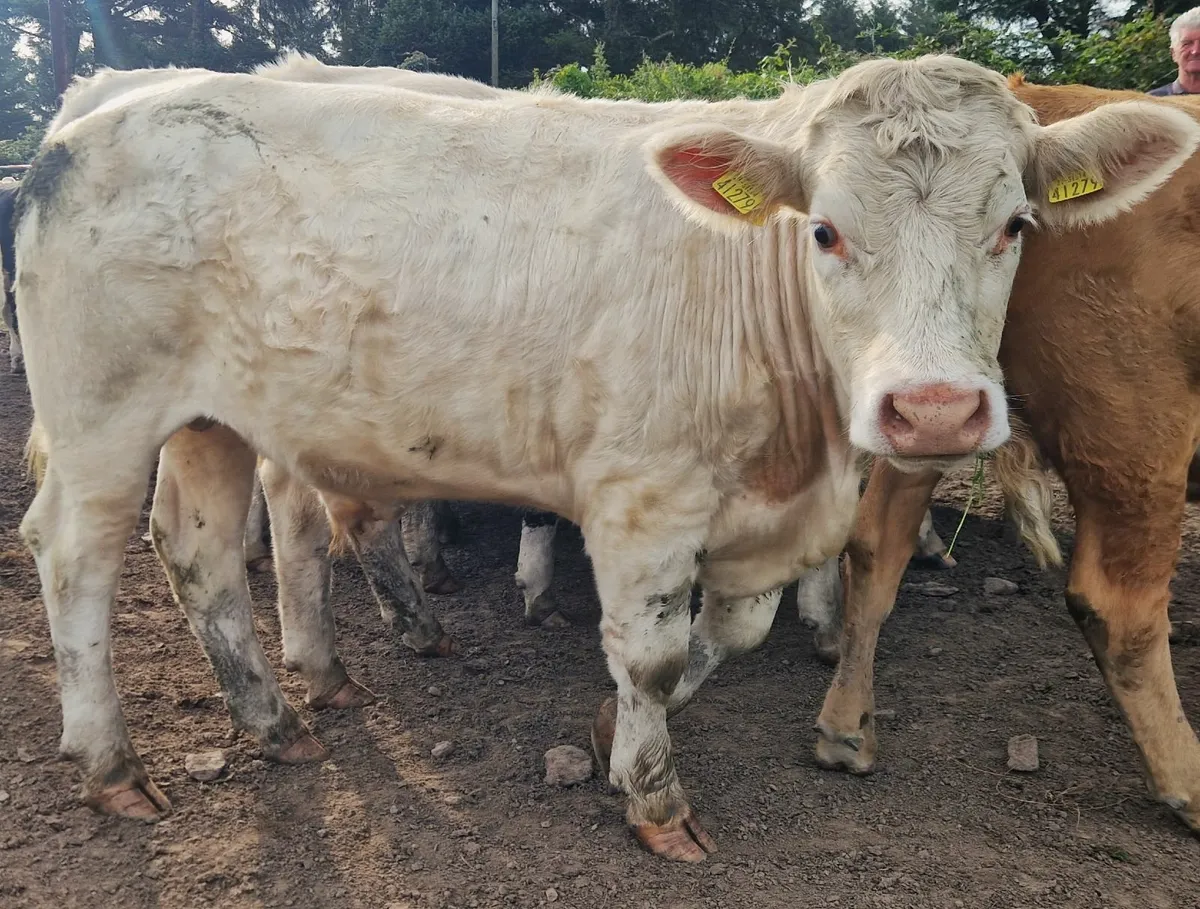 CHX Bullocks - Image 2