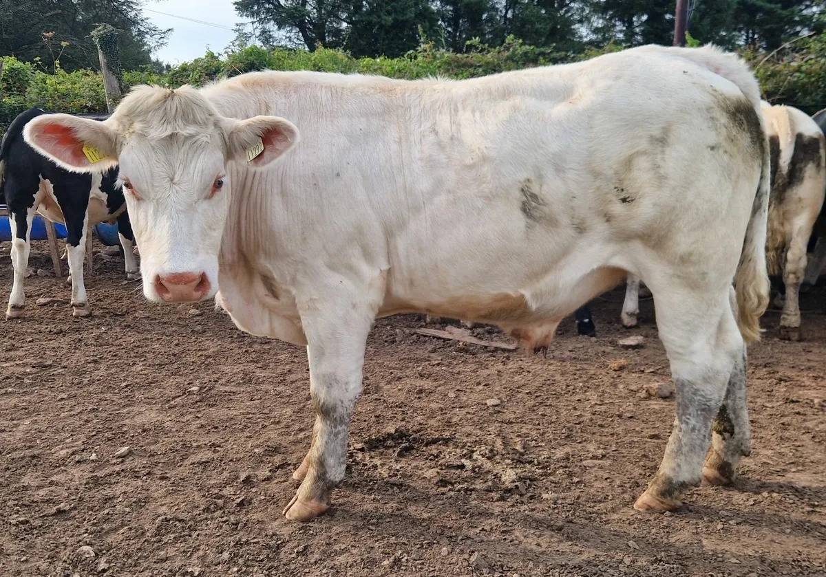 CHX Bullocks - Image 1