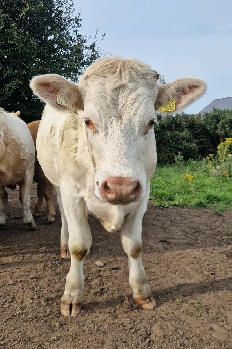 CHX Bullocks - Image 3