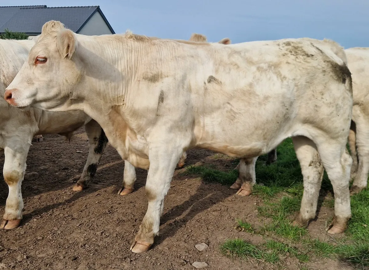 CHX Bullocks - Image 4