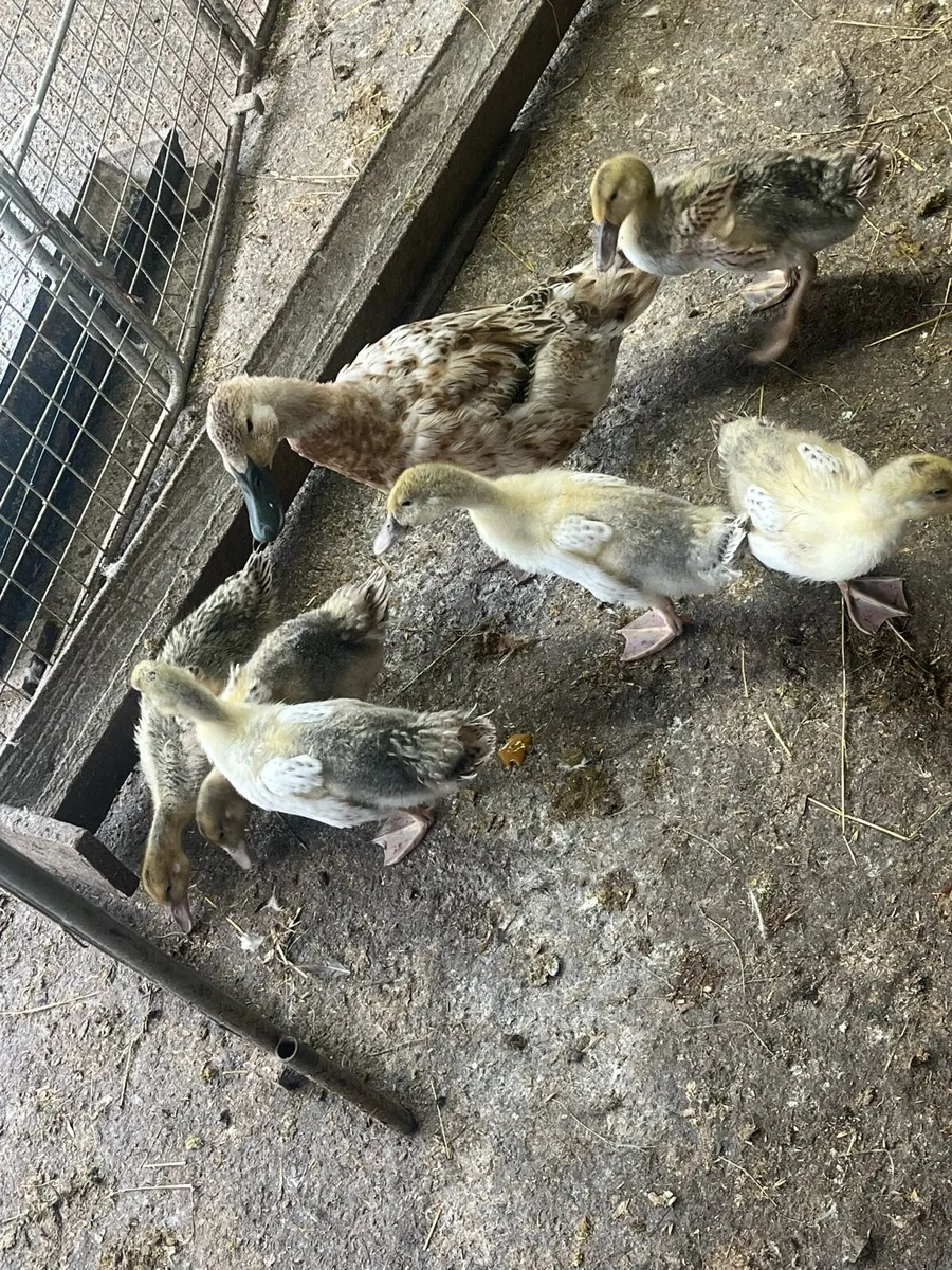 Welsh harliquin  ducklings and pairs - Image 3