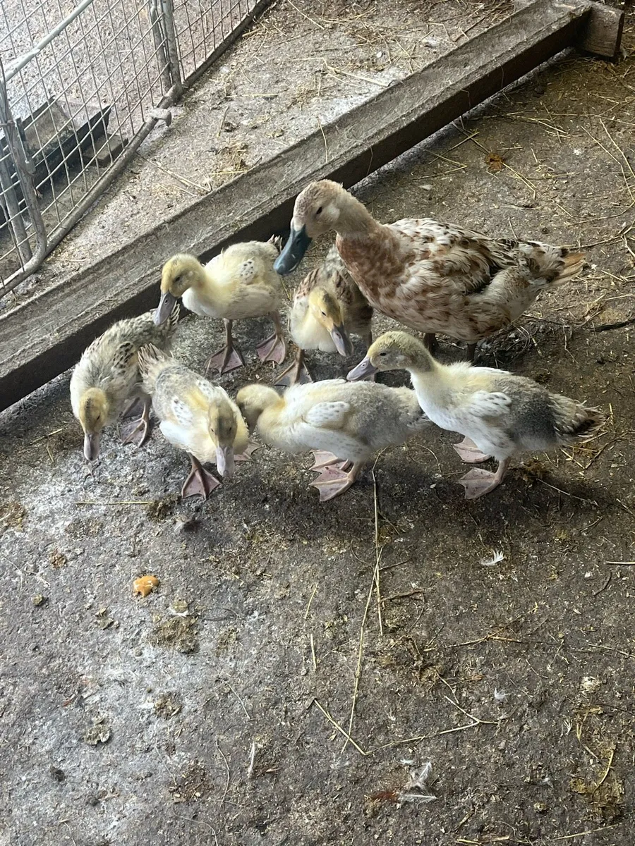 Welsh harliquin  ducklings and pairs - Image 4
