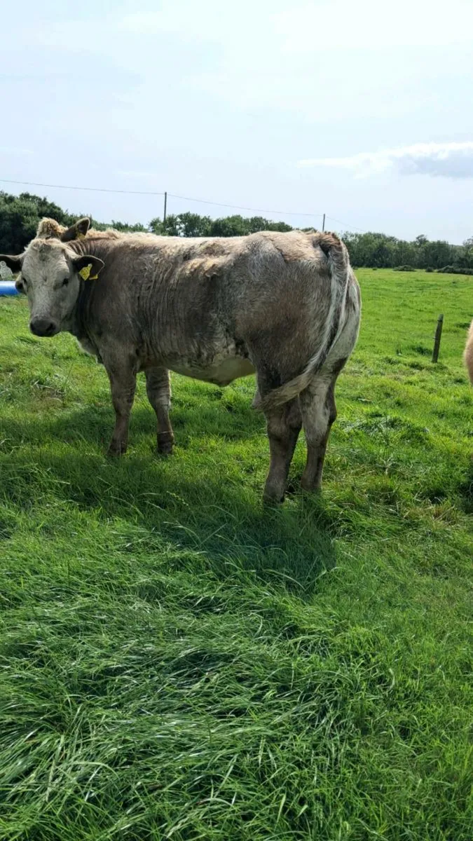 Show & Sale Friday 8th of August Skibbereen Mart - Image 2