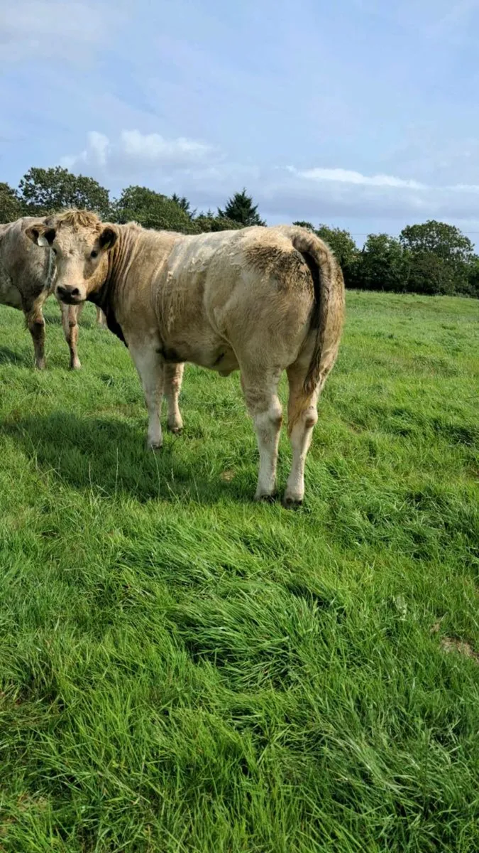 Show & Sale Friday 8th of August Skibbereen Mart - Image 3