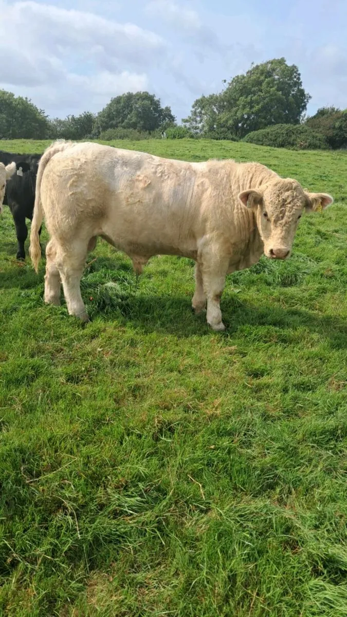 Show & Sale Friday 8th of August Skibbereen Mart - Image 4