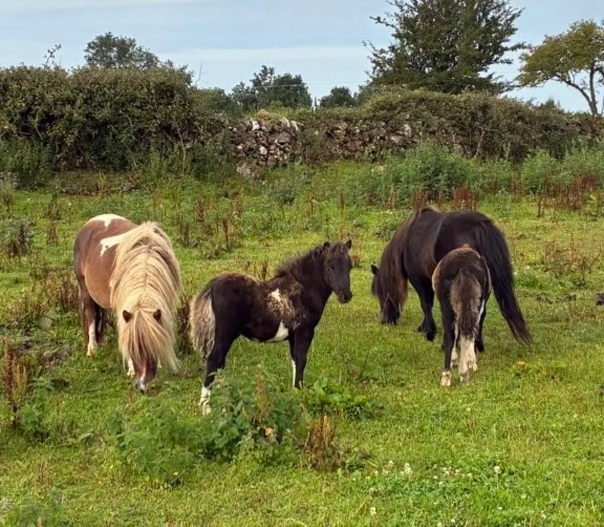 Miniature Ponies