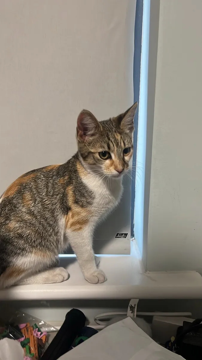 Kittens (calico - Image 1
