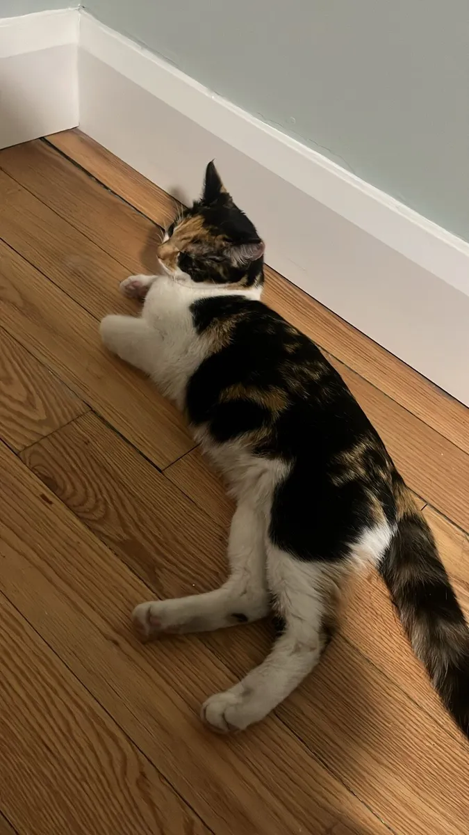 Kittens (calico - Image 2