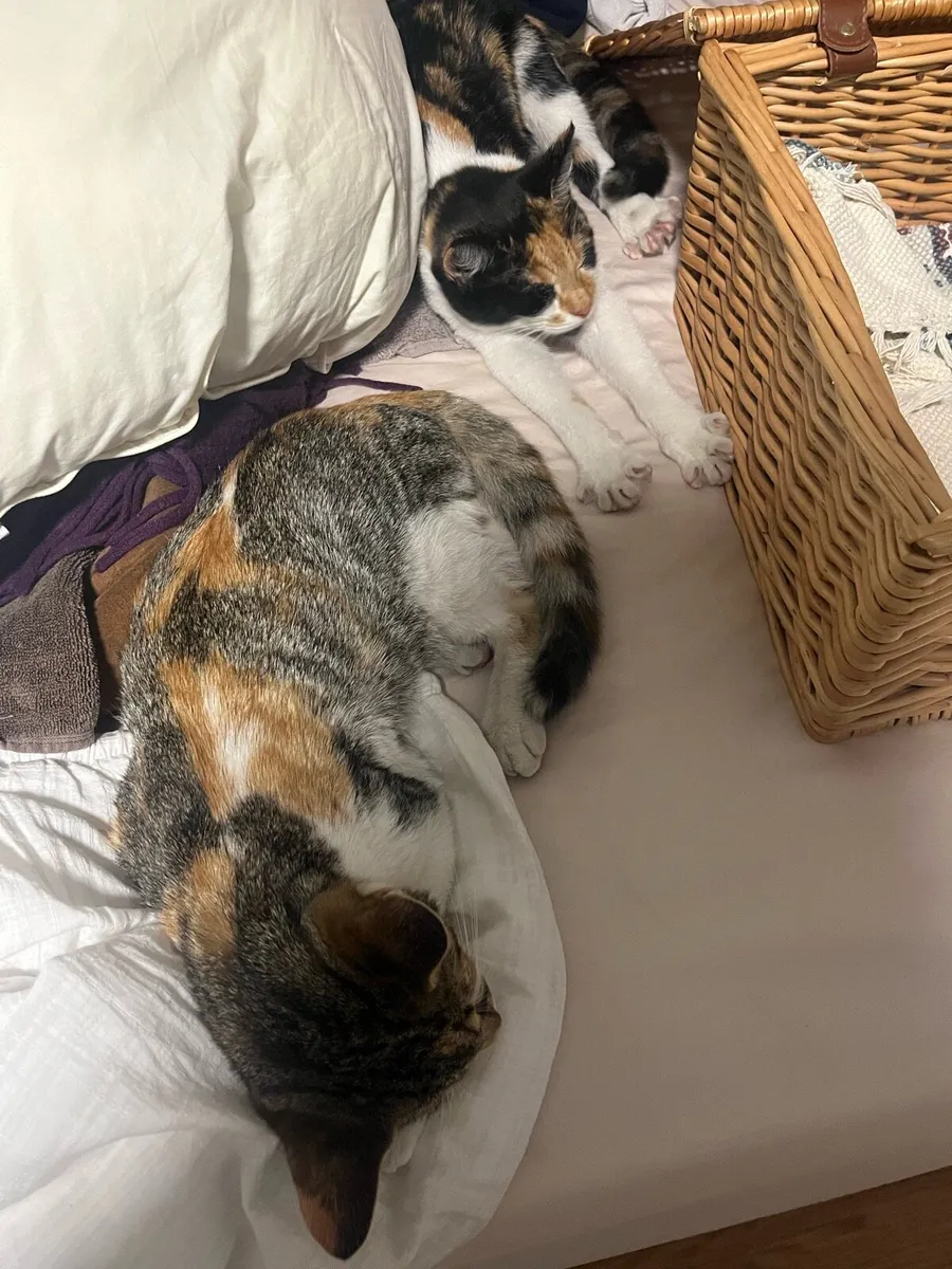 Kittens (calico - Image 3