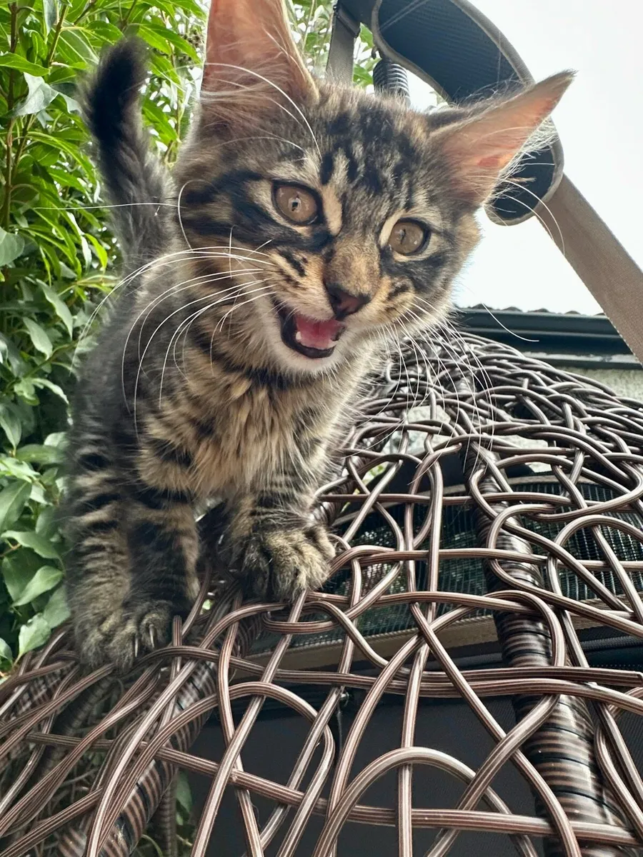 Kitten - Image 3