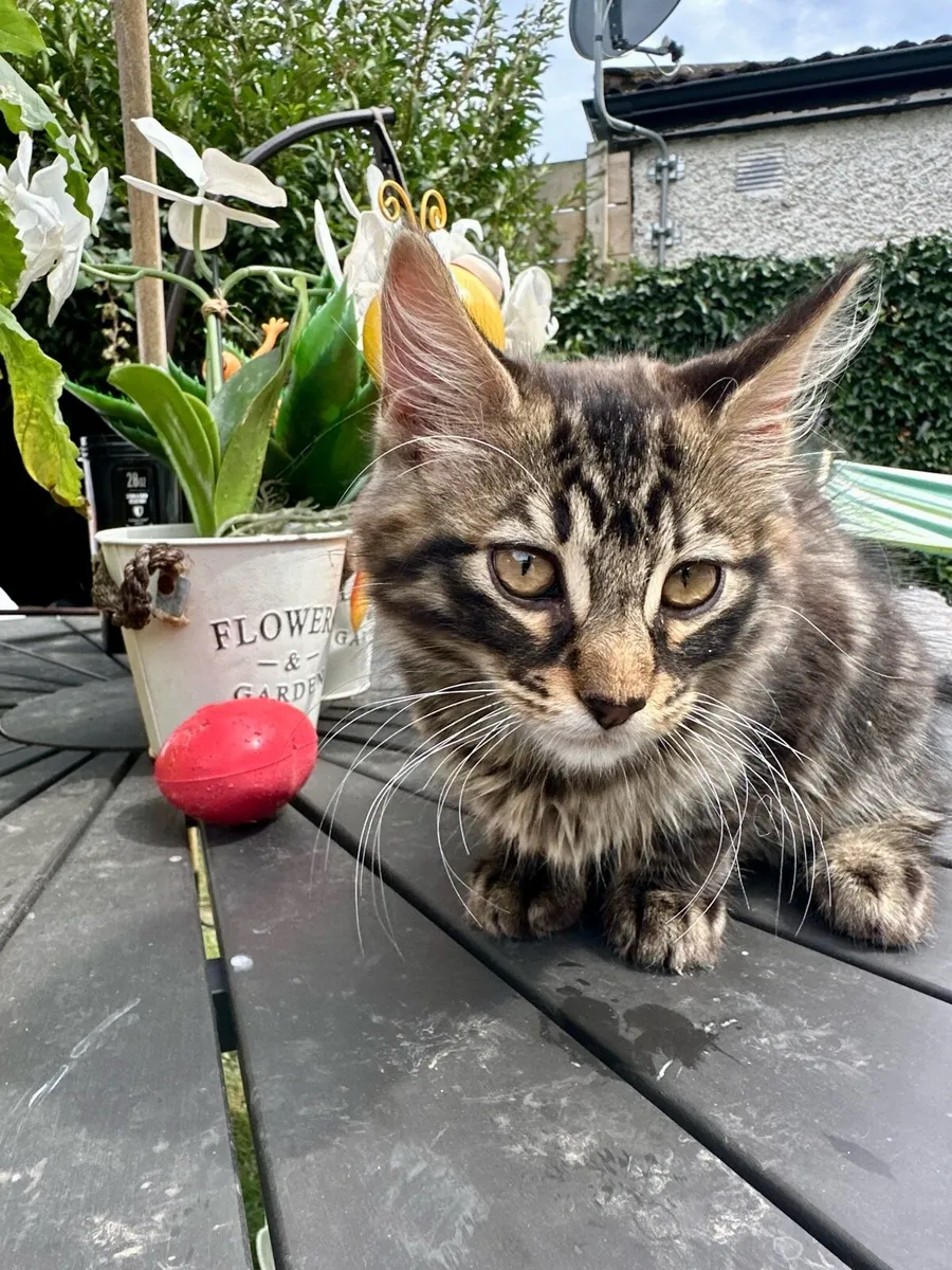 Kitten - Image 4