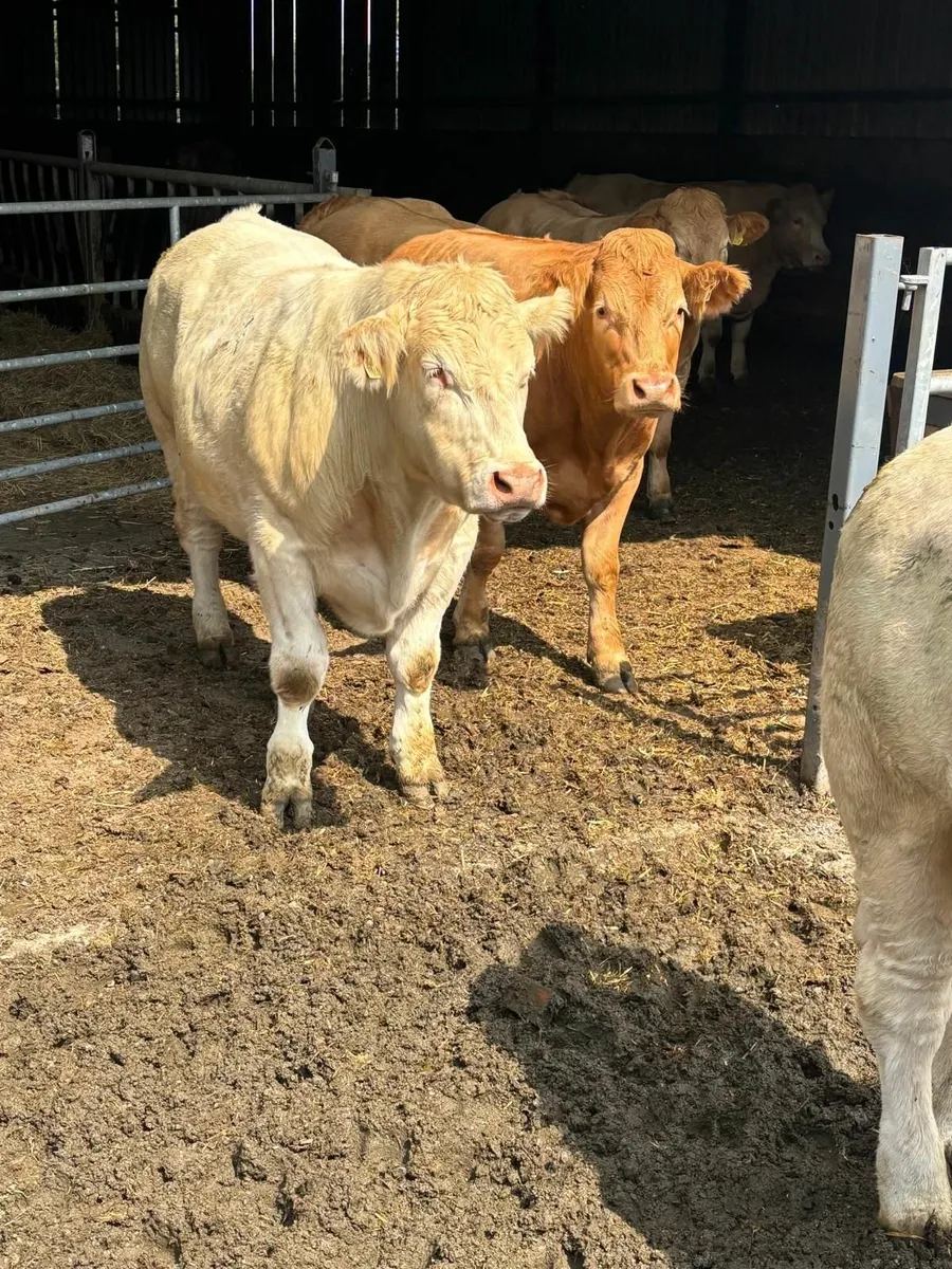 For sale at Ballinakill Mart on Saturday Aug 9th - Image 4