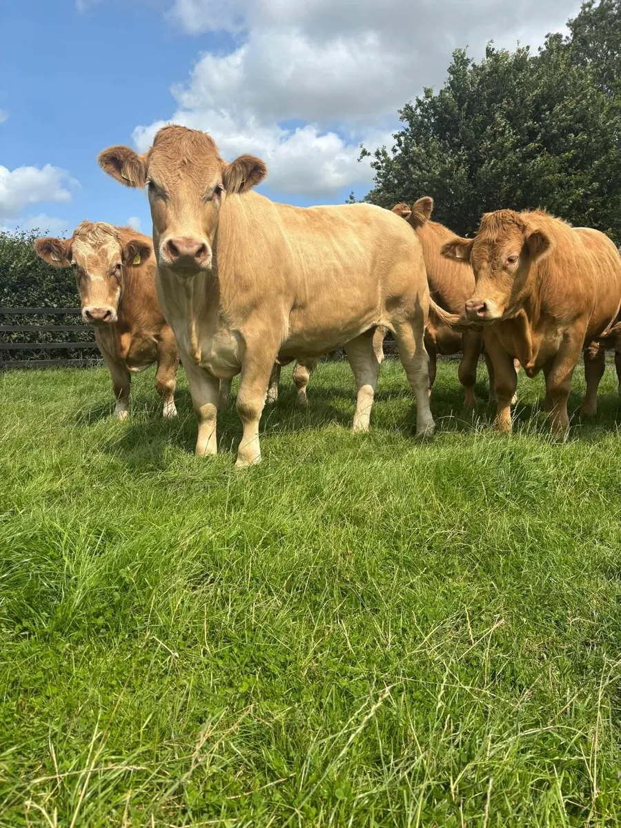 For sale at Ballinakill Mart on Saturday Aug 9th - Image 3