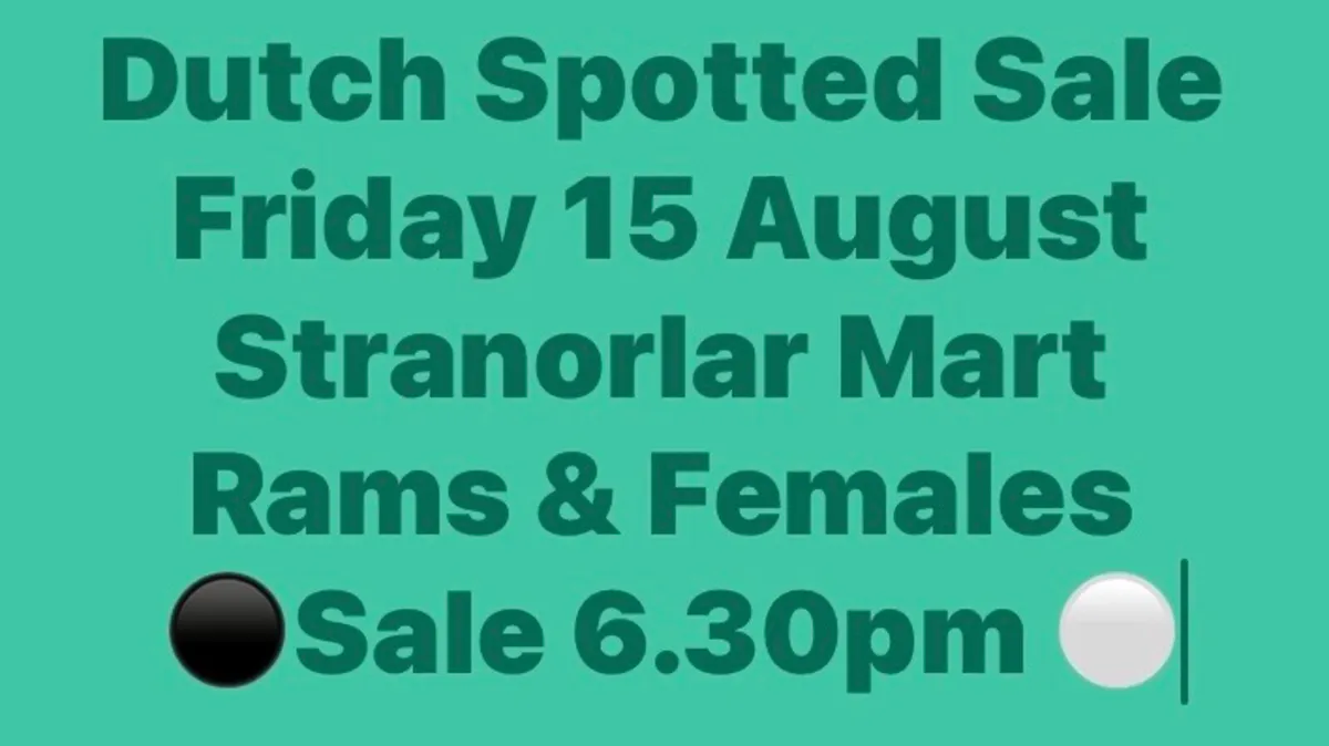 Dutch Spotted  Sale - Image 1