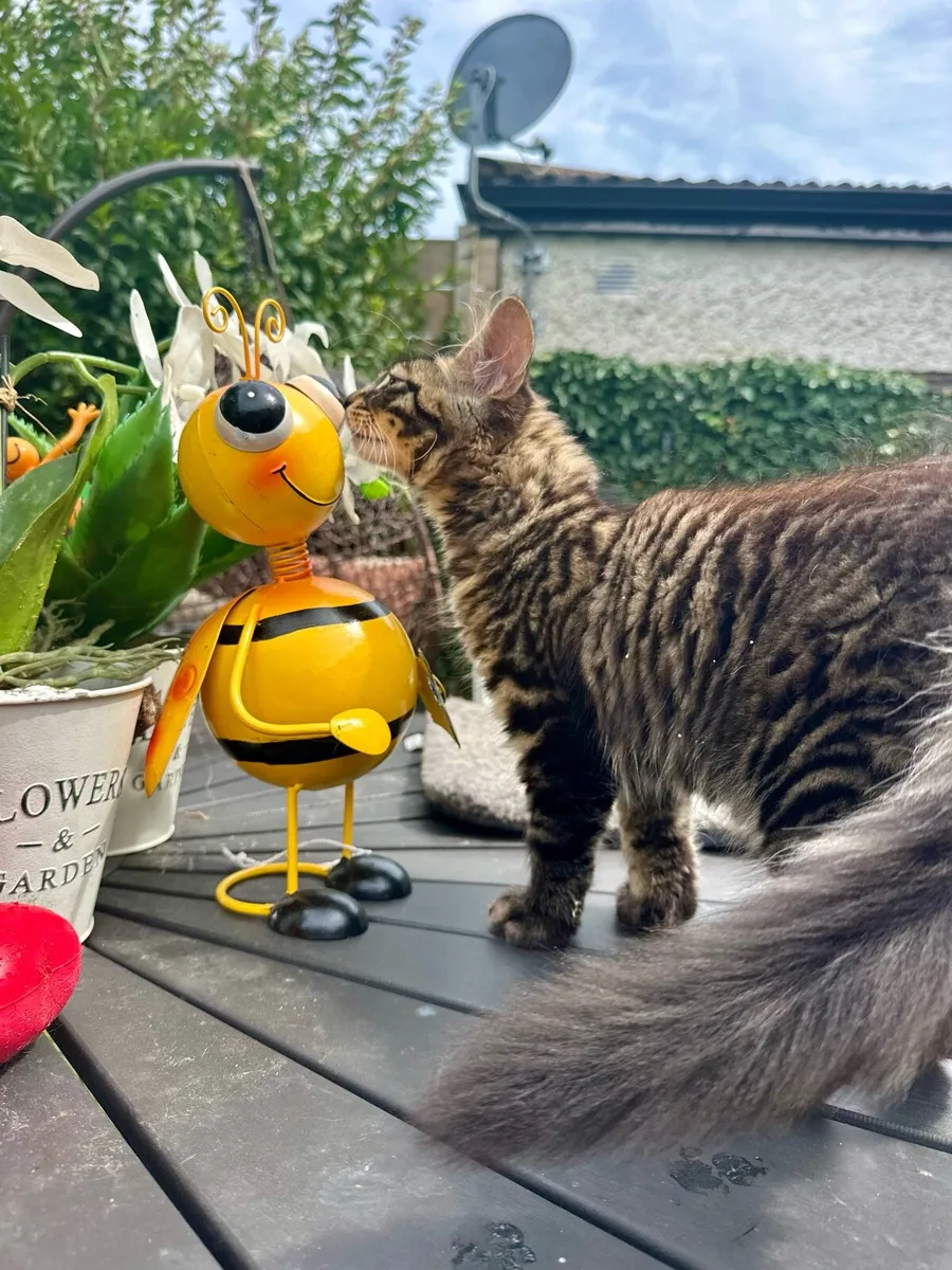 Kitten - Image 1