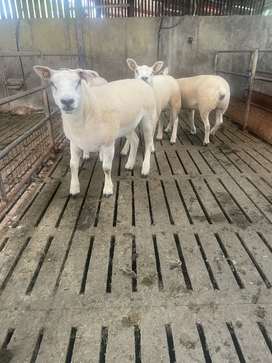 PBR texel ewe Hoggets - Image 1