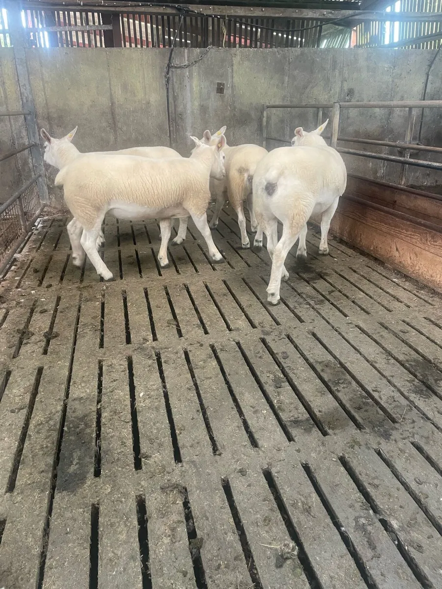 PBR texel ewe Hoggets - Image 3