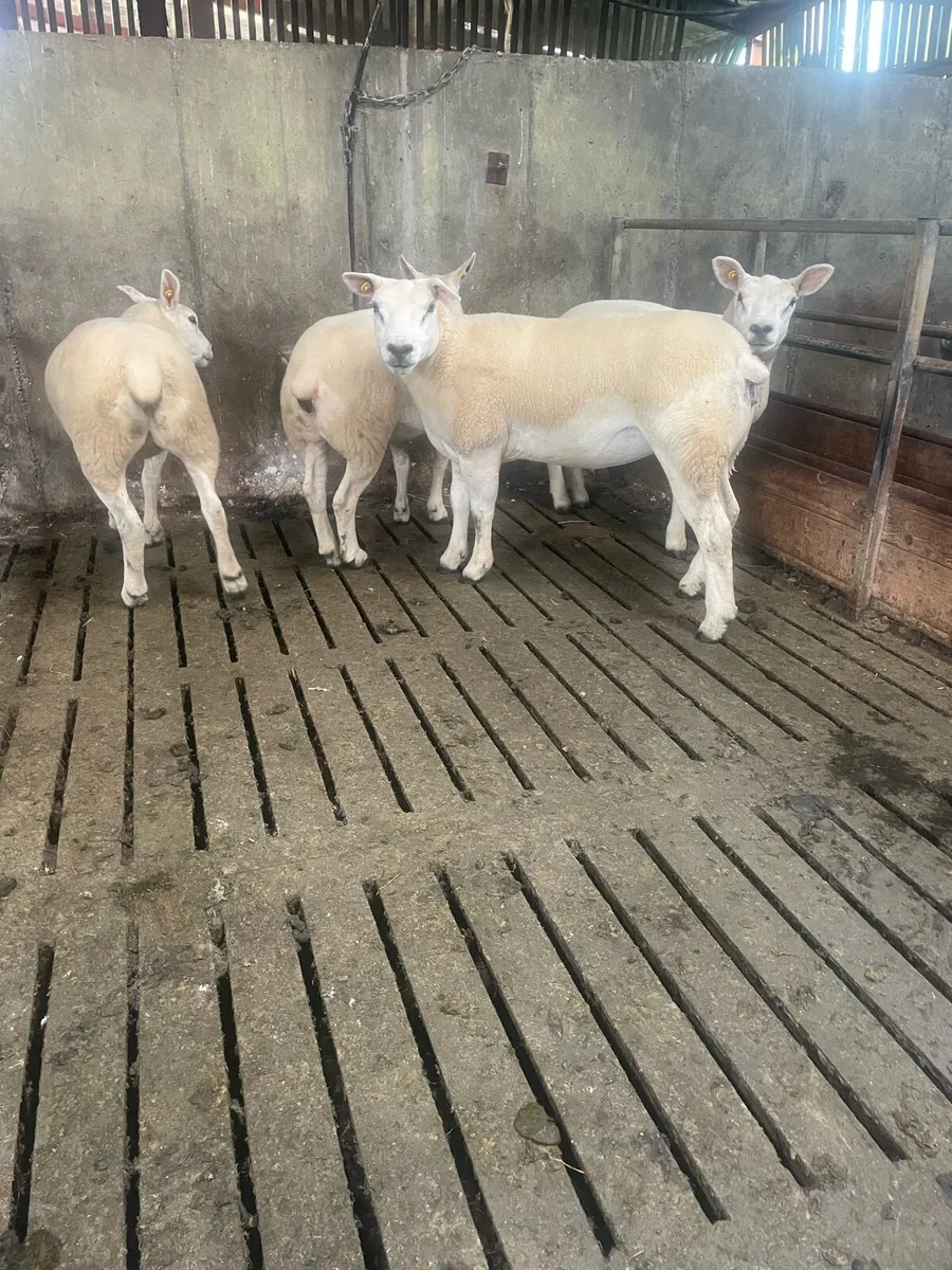 PBR texel ewe Hoggets - Image 4