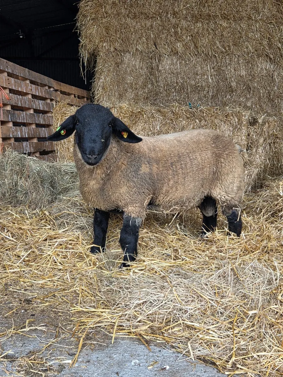 Suffolk Ram Lamb - Image 1