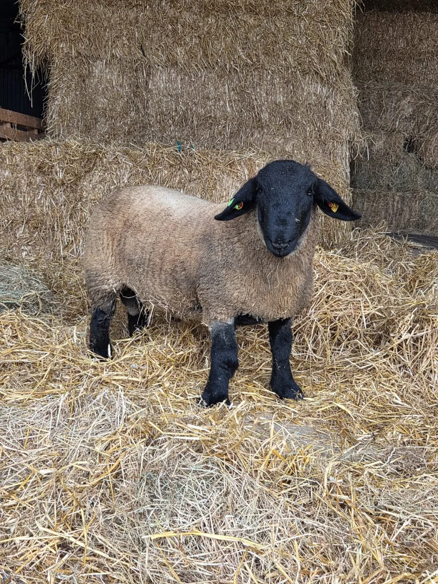 Suffolk Ram Lamb - Image 3