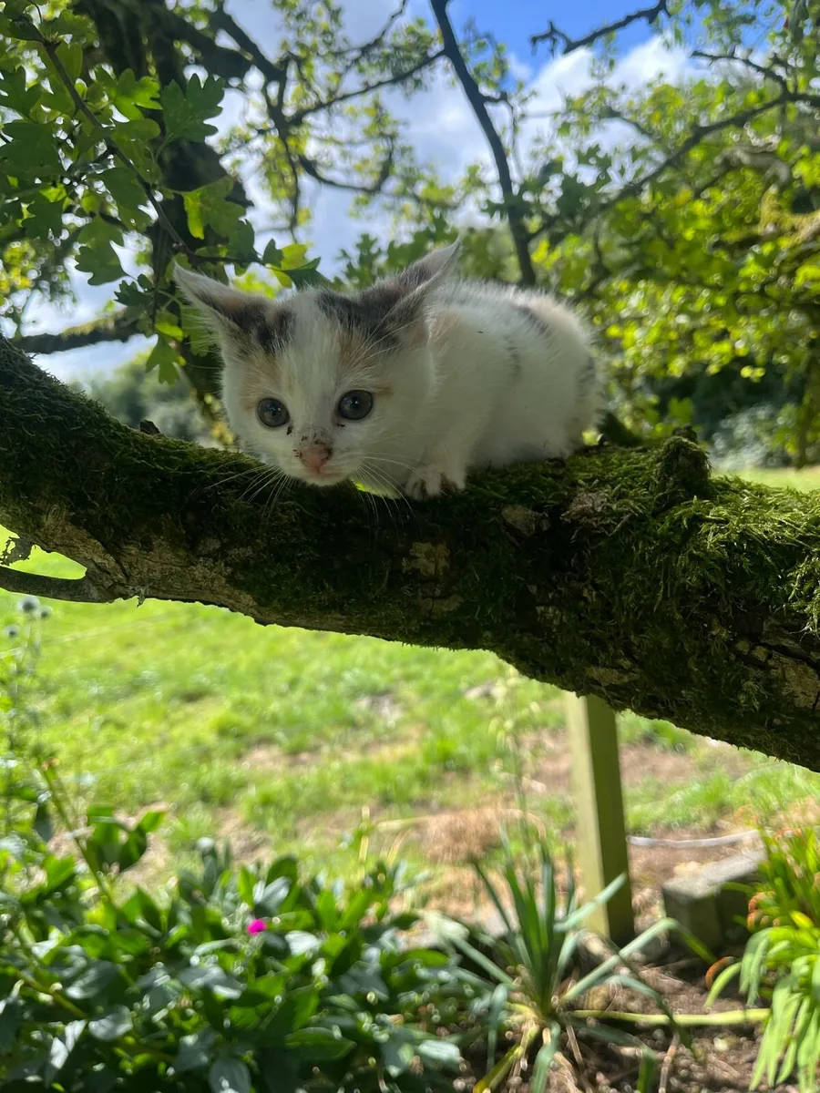 Kittens -1 left - Image 4