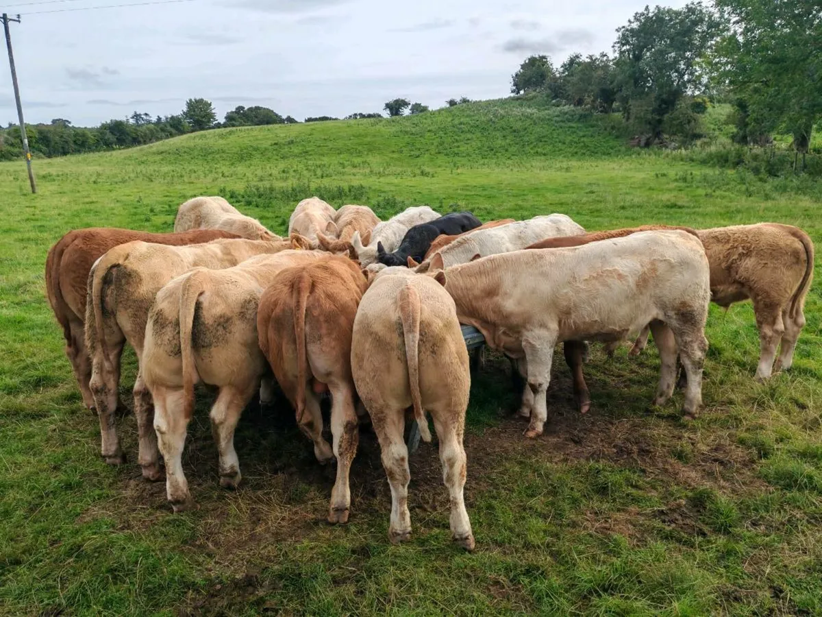 20 Bullock's - Image 2