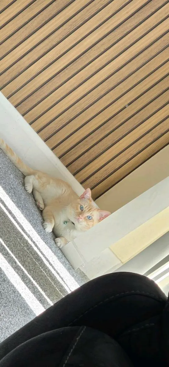 Ragdoll male - Image 1