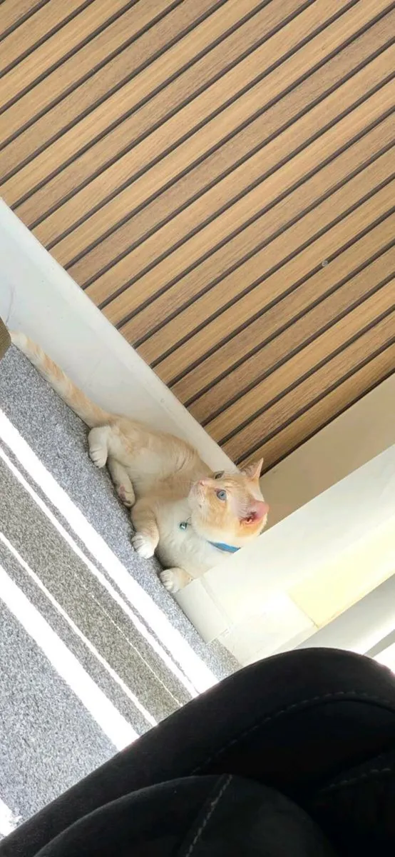 Ragdoll male - Image 2