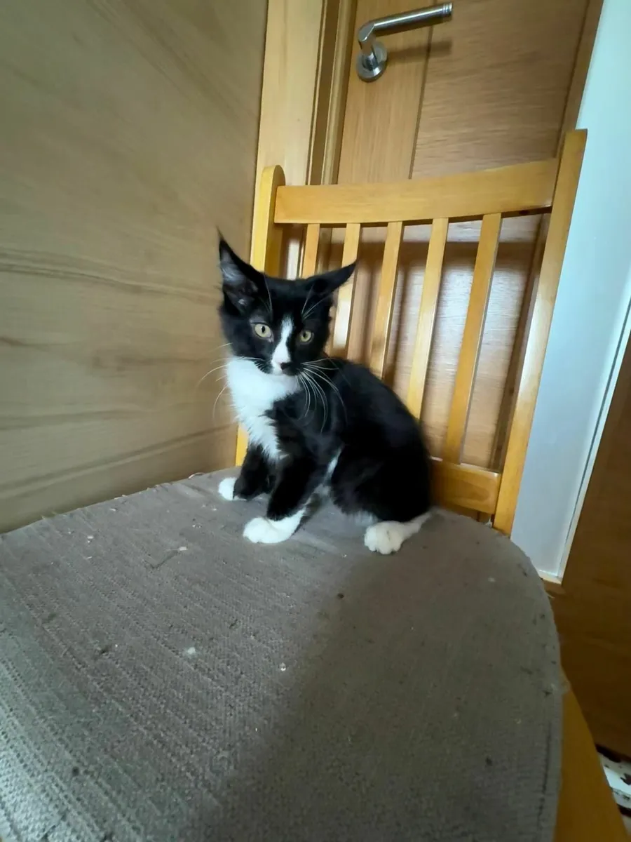 Maine Coon - Image 2