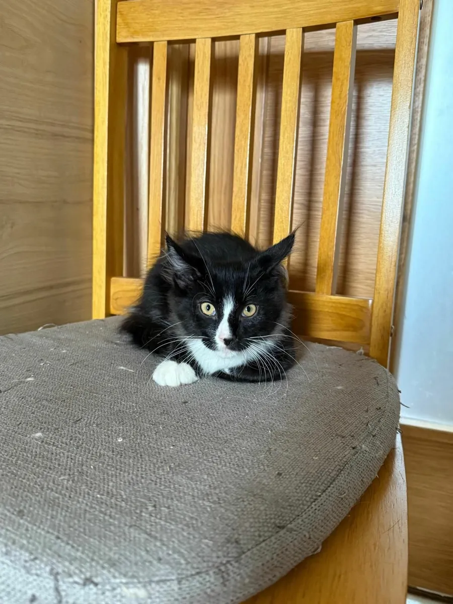 Maine Coon - Image 3