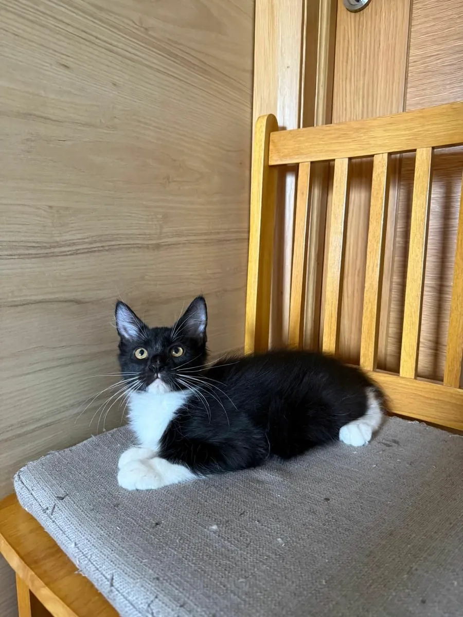 Maine Coon - Image 4