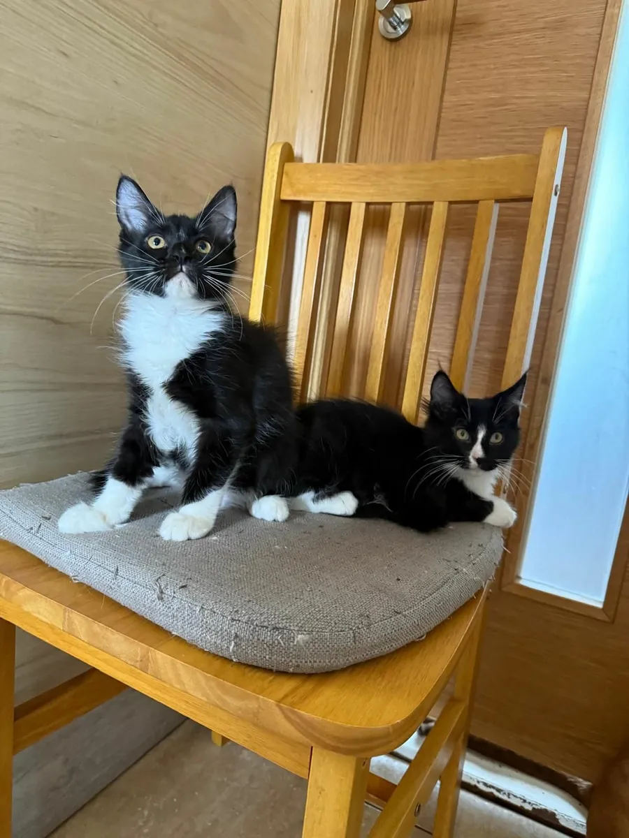 Maine Coon - Image 3