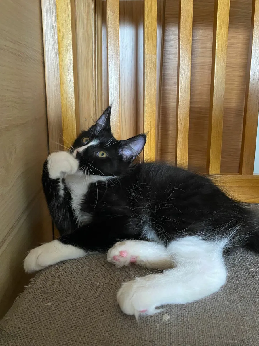 Maine Coon - Image 2