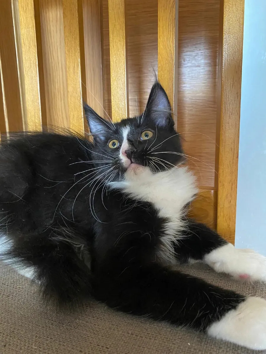 Maine Coon - Image 1